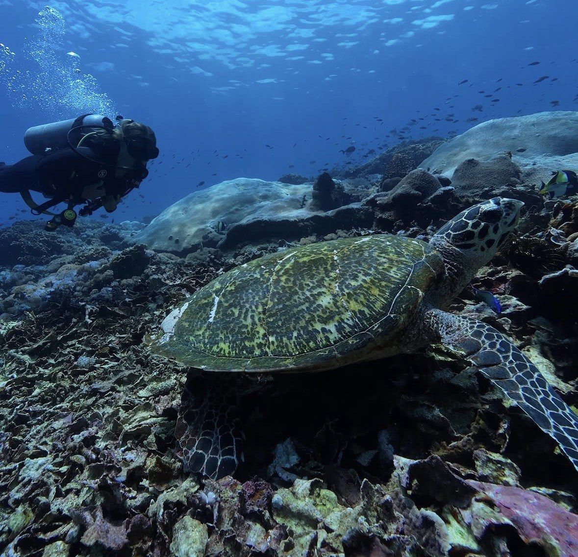 Scuba diver approaching a hawksbill turtle resting on deep coral rubble