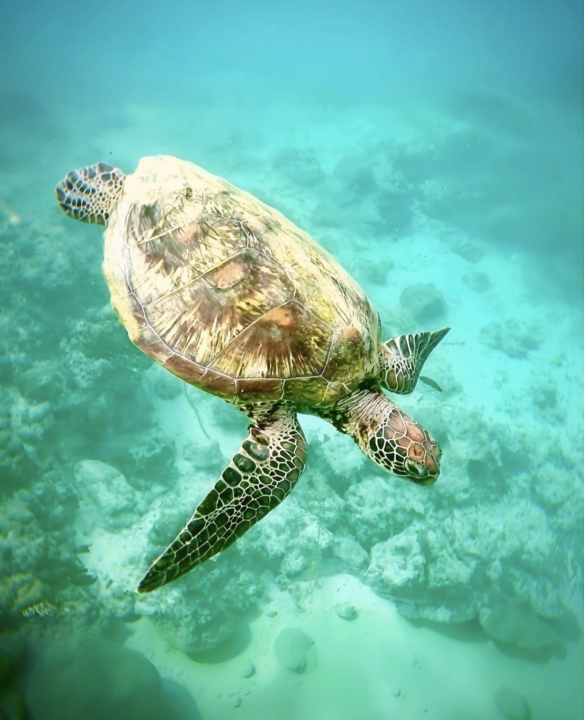 Green turtle swimming over pale sand and coral rubble in Culebra's shallows