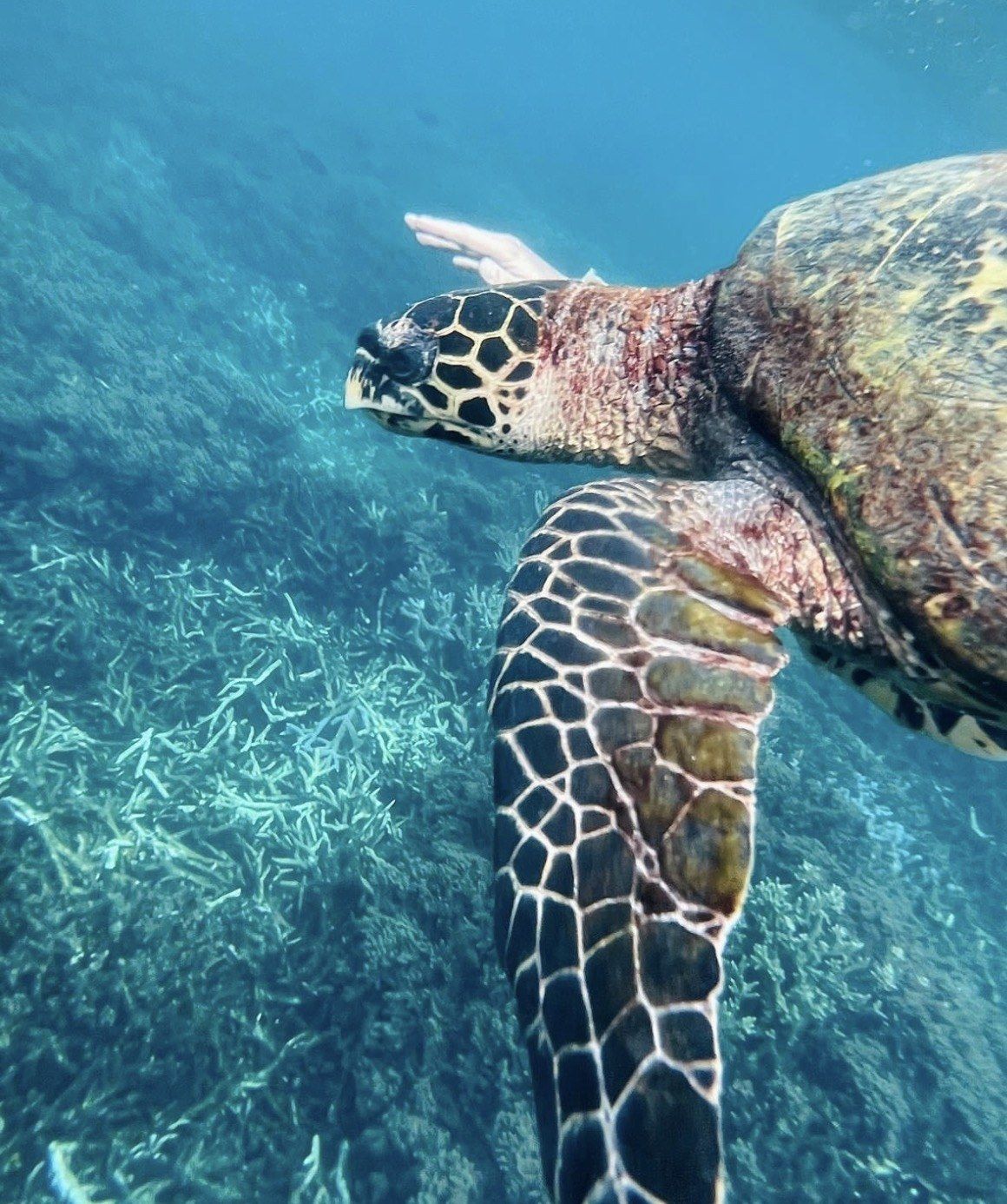 Close view of a hawksbill turtle's head and patterned flipper above branching coral