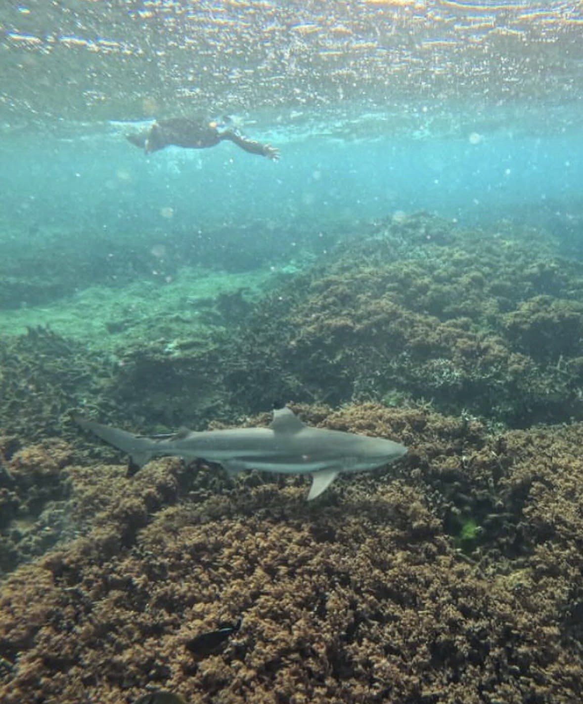 Small reef shark cruising the seabed while a snorkeler floats overhead