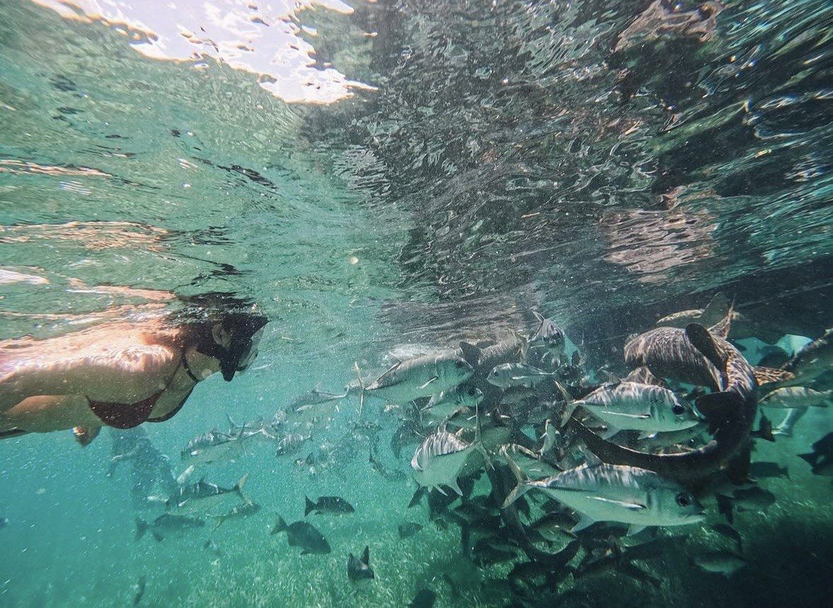 Snorkeler face to face with a dense school of silvery fish near the surface