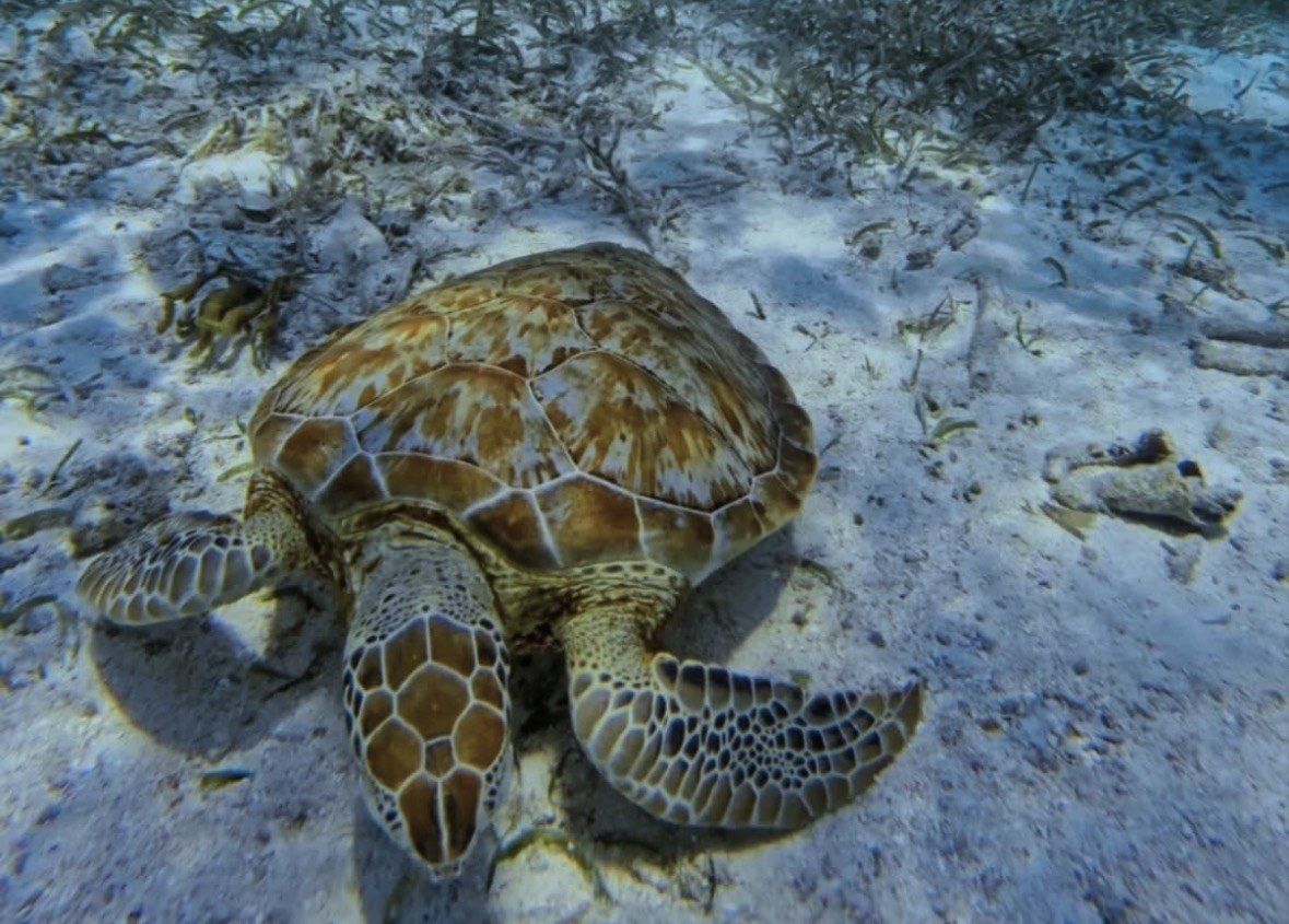 Green sea turtle settled on white sand beside seagrass in shallow water