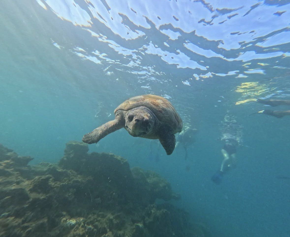 Loggerhead turtle rising toward the surface as snorkelers watch from behind
