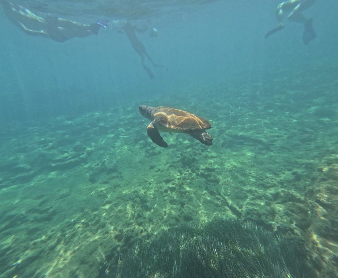 Sea turtle gliding over rocky bottom as snorkelers float at the surface